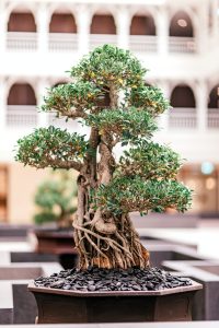 La beauté intemporelle de l’art du Bonsaï